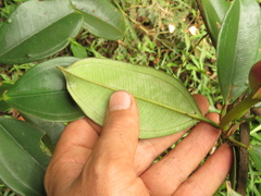 Blakea quadrangularis
