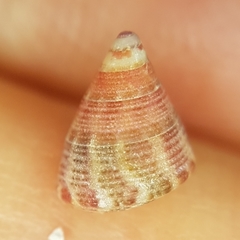 Jujubinus gravinae