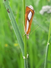 Catoptria conchella