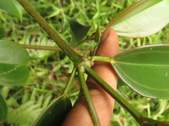 Blakea quadrangularis