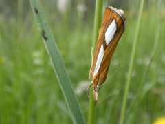 Catoptria conchella