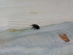 Curculionidae