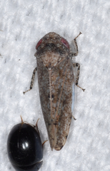 Paraphlepsius tennessus