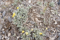 Artemisia nuttallii