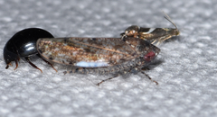 Paraphlepsius tennessus