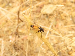 Cylindromyia rufifrons