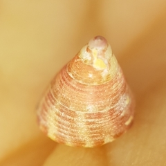Jujubinus gravinae