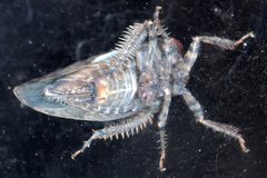 Paraphlepsius tennessus
