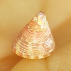 Jujubinus gravinae