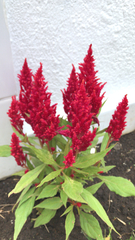 Celosia argentea plumosa
