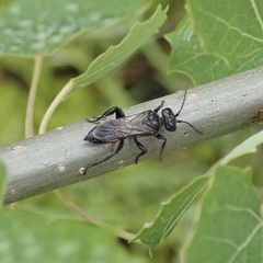 Astata
