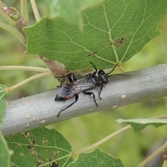 Astata