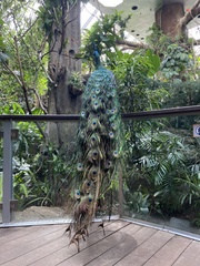 Pavo muticus