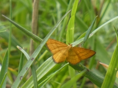 Idaea flaveolaria