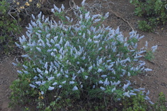 Ceanothus integerrimus macrothyrsus