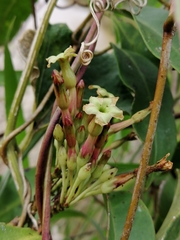 Mesechites trifidus