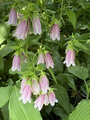 Campanula punctata