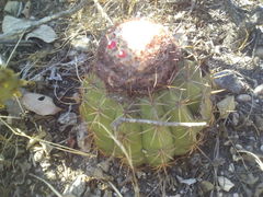 Melocactus curvispinus