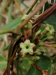Mesechites trifidus
