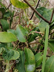 Mesechites trifidus