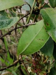 Mesechites trifidus