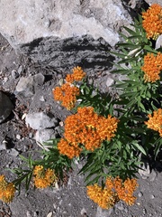 Asclepias tuberosa