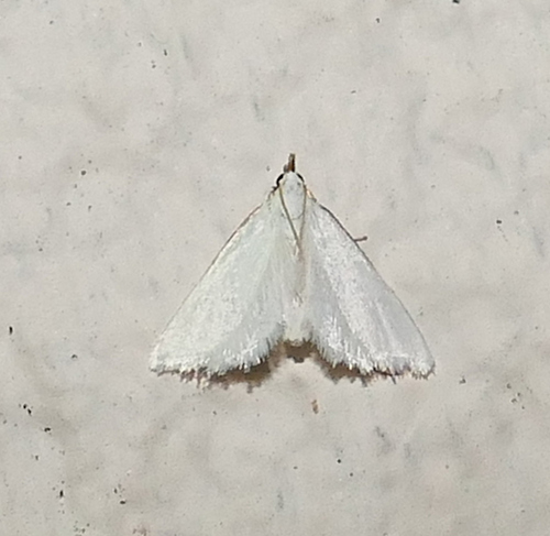Leptosteges vestaliella photo 2