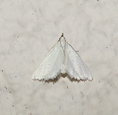 Leptosteges vestaliella
