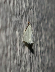 Leptosteges vestaliella