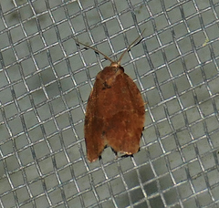 Choristoneura obsoletana