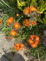 Pilosella aurantiaca