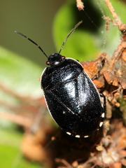 Canthophorus melanopterus