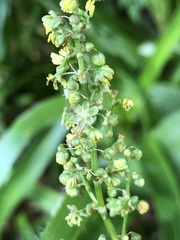 Rumex scutatus