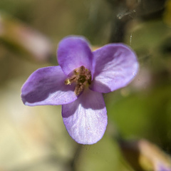 Boechera divaricarpa