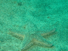 Astropecten armatus