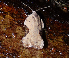 Acleris subnivana