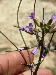 Boechera divaricarpa