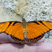 Mariposa Pasionaria de Alas Largas - Photo (c) Cheryl Harleston López Espino, algunos derechos reservados (CC BY-NC-ND)