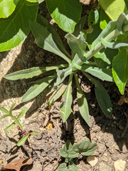 Boechera divaricarpa