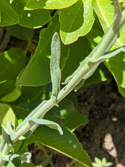 Boechera divaricarpa