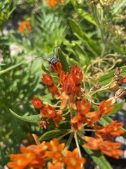 Synocoelioxys