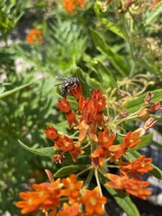 Synocoelioxys