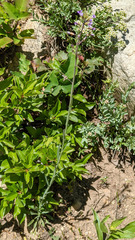 Boechera divaricarpa