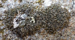 Xanthoparmelia loxodes