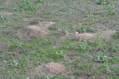 Geomys breviceps