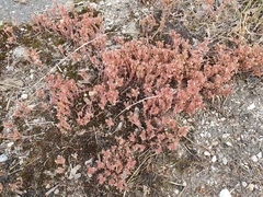 Sedum hispanicum