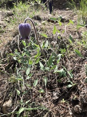 Clematis hirsutissima