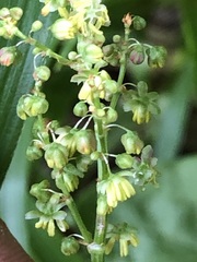Rumex scutatus