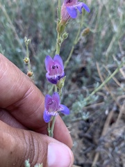 Penstemon californicus