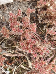Sedum hispanicum